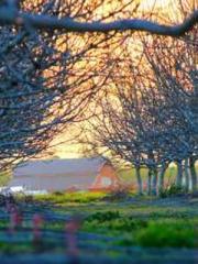 Reborn in the Apocal