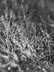 Reborn in the Apocal