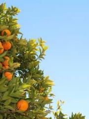 lt;Ye Qingyun, Tiany