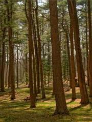 lt;Ye Qingyun, Tiany