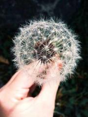 The Ugly Womanapos;s