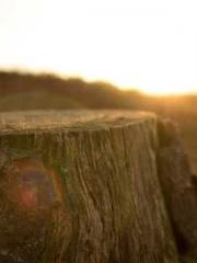 Wang Xuan Mu Qingyue