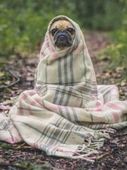 Omnipotent Mad Young