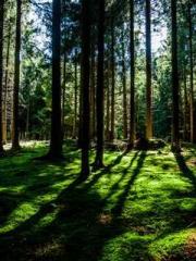 Saintly Gate Venerab