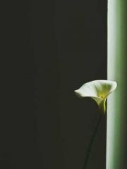 The generalapos;s yo