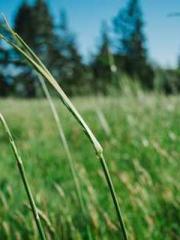 Rebirth of the Urban